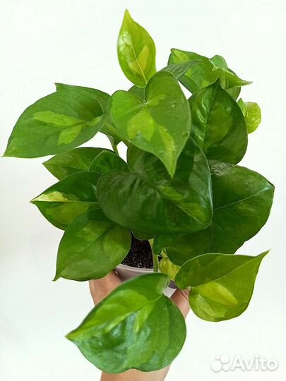 Сциндапсусы сортовые Глобал Грин