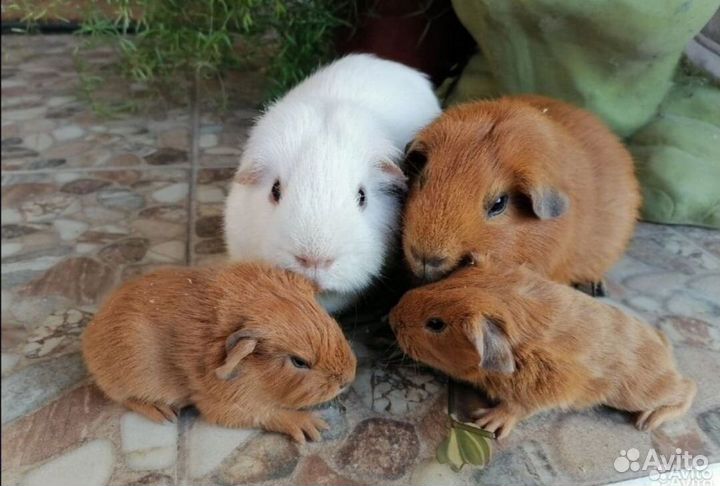 Морские свинки