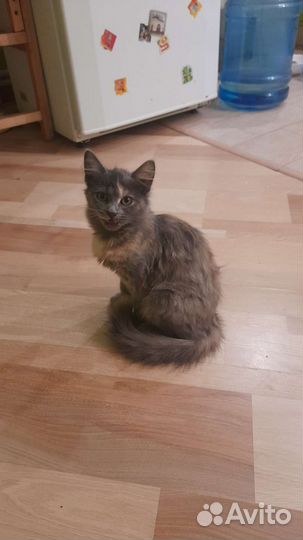 Котенок в добрые руки бесплатно