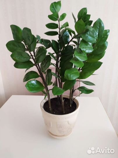 Замиокулькас, денежное дерево