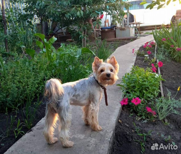 Йоркширский терьер