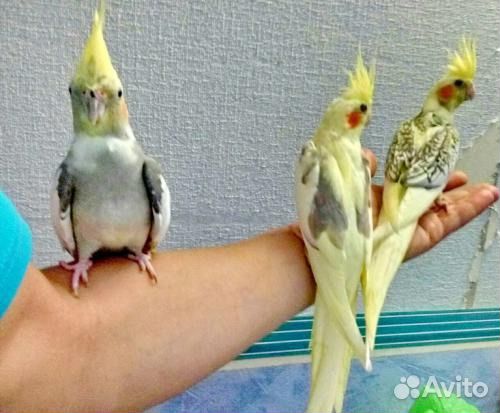 Ручные кореллы