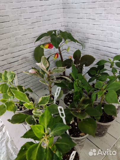 Бальзамины