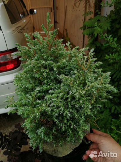 Кипарисовики редкие