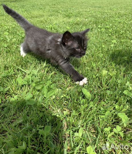 Кошка в дар бесплатно