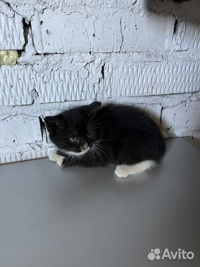 Котята в добрые руки бесплатно