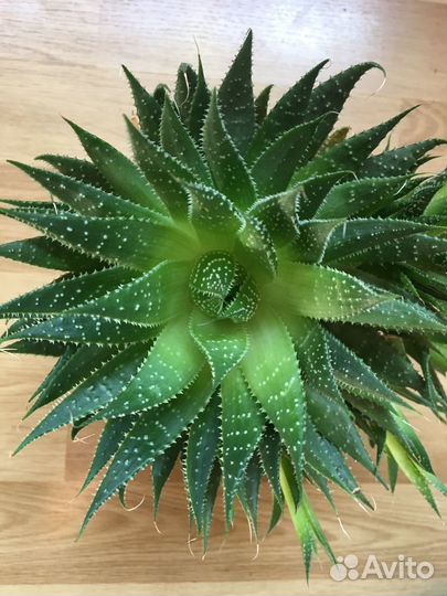 Комнатные растения, цветы