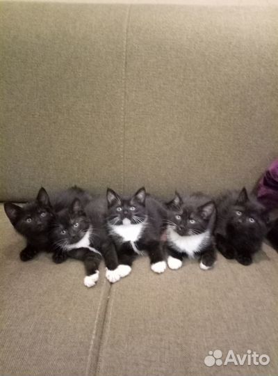 Отдам котёнка