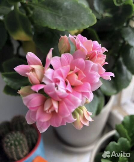 Комнатные цветы каланхоэ