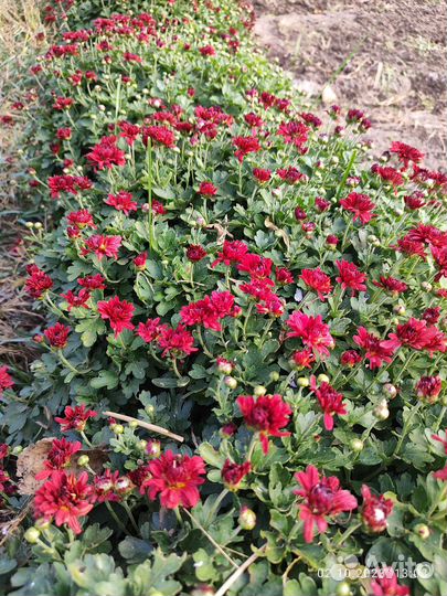 Хризантема мультифлора