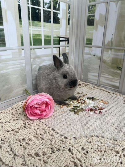 Карликовый кролик