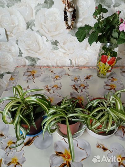 Хлорофитум кудрявый