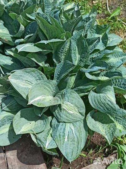Хоста растение