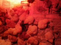 Цыплята суточные от своих домашних кур