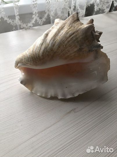 Ракушка большая