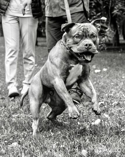 American Bully вязка Американский Булли вязка Ищем