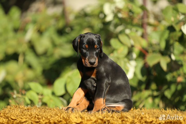 Доберман, щенки