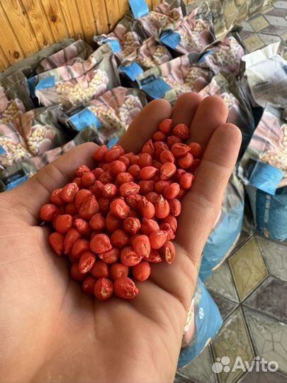 Семена кукурузы монсанта венгрия