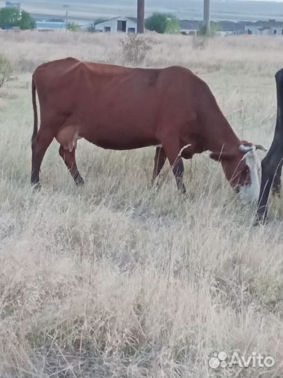 Карова и тëлка стельние по 5 месяцов