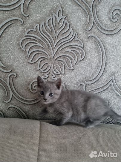 Шотландская