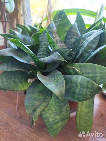 Сансевиерия Ханни