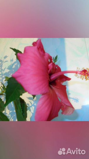 Гибискус5