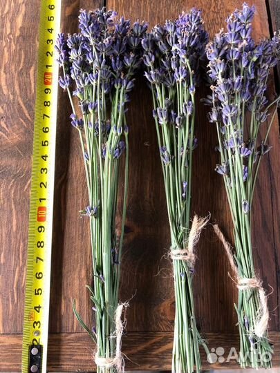 Продам лаванду
