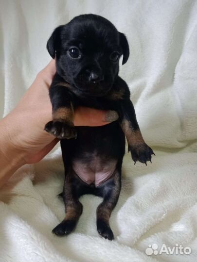 Мини той-терьер щенки