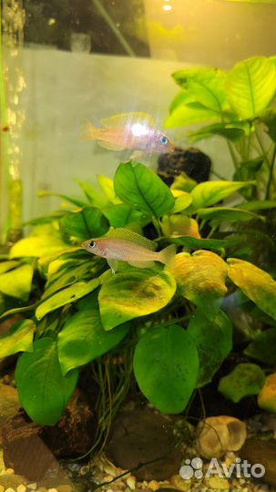 Lamprologus caudopunctatus /лампрологус