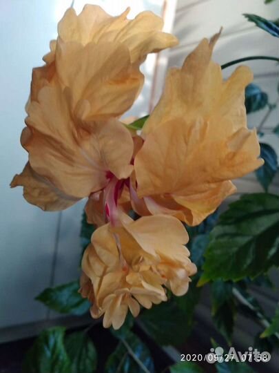 Гибискус (китайская роза) и др