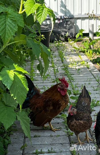 Петух малазийская серама карликовые куры