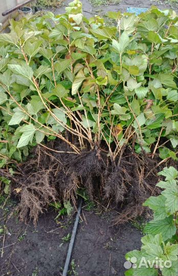 Саженцы черной и красной смородины