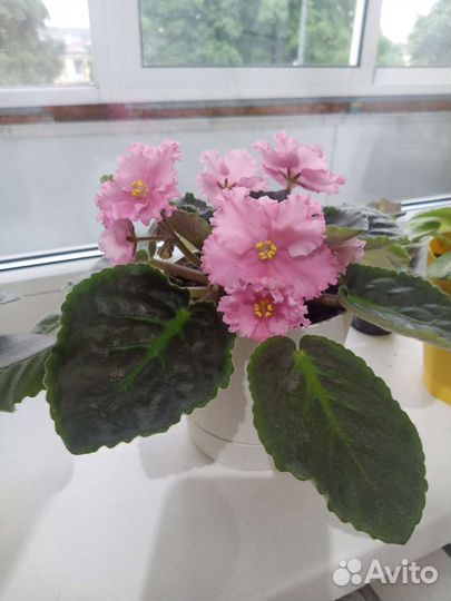 Фиалка цветущая