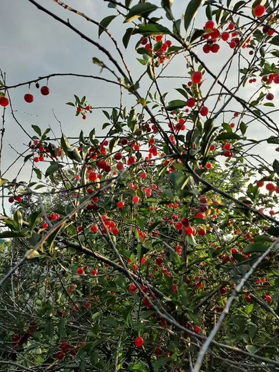 Дача 45 м² на участке 5 сот.