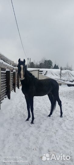 Продам лошадь(жеребец)