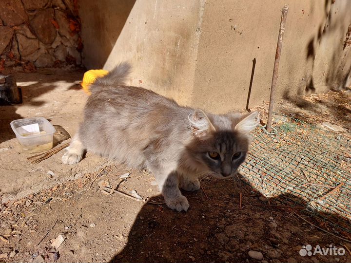 Котик в добрые руки