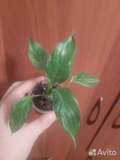 Комнатные растения