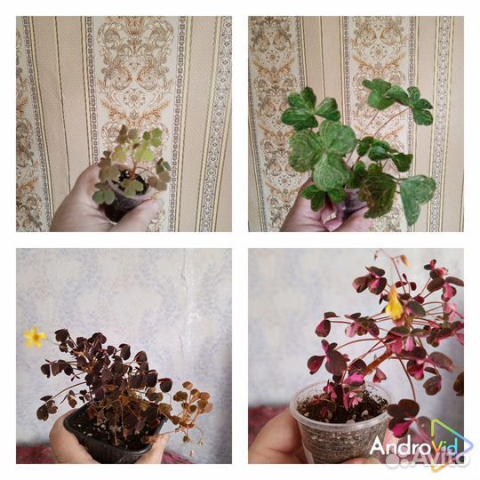 Кислица, оксалис