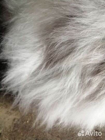 Ангорка кролик