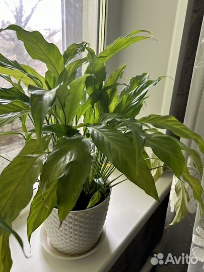 Спатифиллум