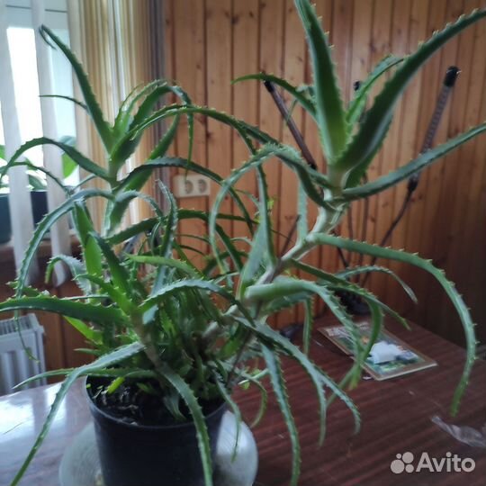 Алоэ столетник