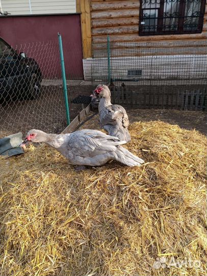 Индоутки немецкие