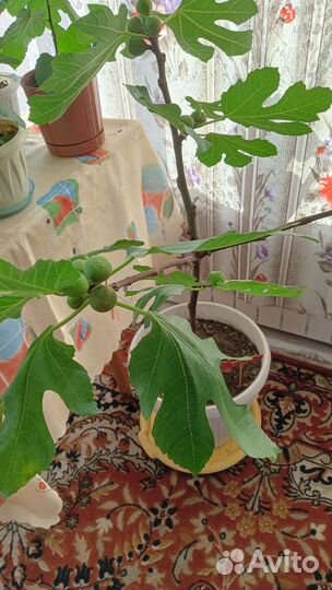 Саженцы комнатного инжира