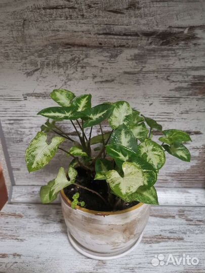 Комнатные растения