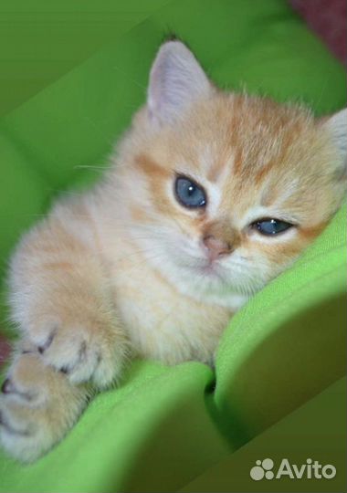 Золотые солнечные котята