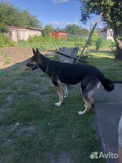 Щенки восточноевропейской овчарки