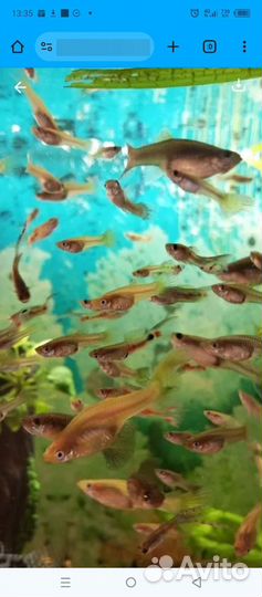 Рыбки гуппи