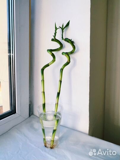 Бамбук лаки спираль IKEA