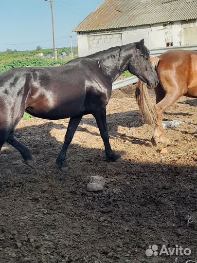 Жеребята Жеребцик Кобылы