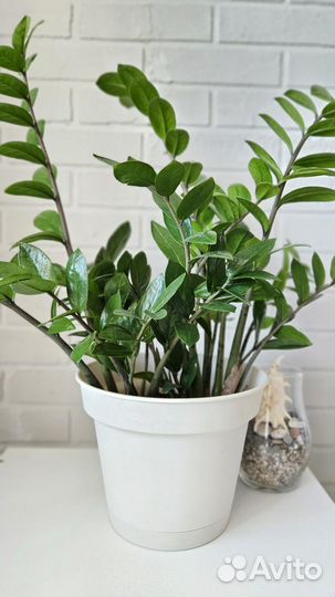 Замиокулькас